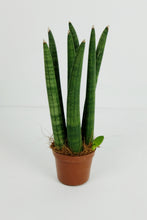 Load image into Gallery viewer, Sanseveria Cylindrica

