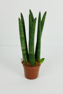 Sanseveria Cylindrica