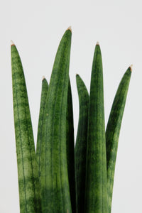 Sanseveria Cylindrica