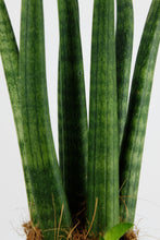 Load image into Gallery viewer, Sanseveria Cylindrica
