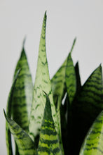 Load image into Gallery viewer, Large Sanseveria Zeylanica | The Snake Plant Large
