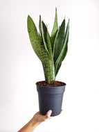 Sanseveria Zeylanica | The Snake Plant