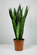 Large Sanseveria Zeylanica | The Snake Plant Large