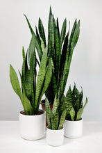 Load image into Gallery viewer, Large Sanseveria Zeylanica | The Snake Plant Large
