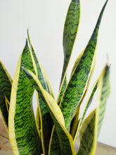 Load image into Gallery viewer, Sansevieria Trifasciata Laurentii | Snake Plant
