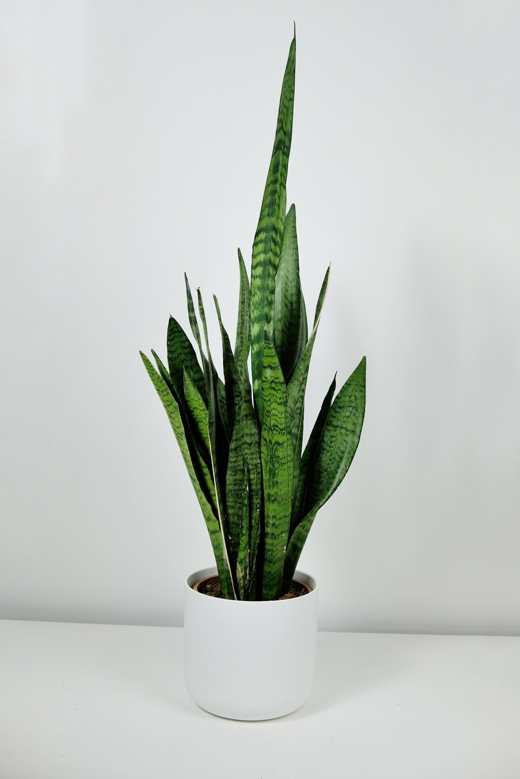 buy snake plant uk Medium Sanseveria Zeylanica