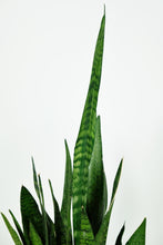 Load image into Gallery viewer, Medium Sanseveria Zeylanica | The Snake Plant Medium
