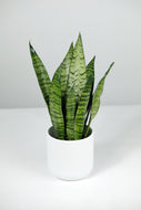 Small Sanseveria Zeylanica | Small Snake Plant