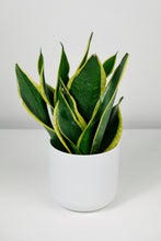 Load image into Gallery viewer, Sansevieria Black Gold | Snake Plant
