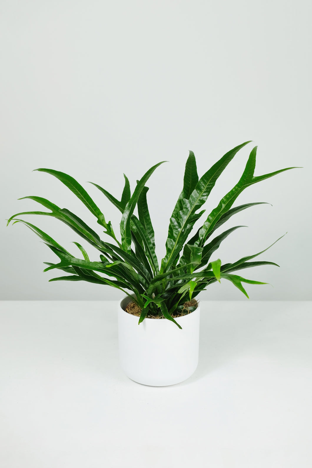 snake fern plant Aglaomorpha coronans
