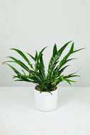 Aglaomorpha coronans | Snake Leaf Fern
