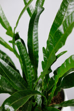 Load image into Gallery viewer, Aglaomorpha coronans | Snake Leaf Fern
