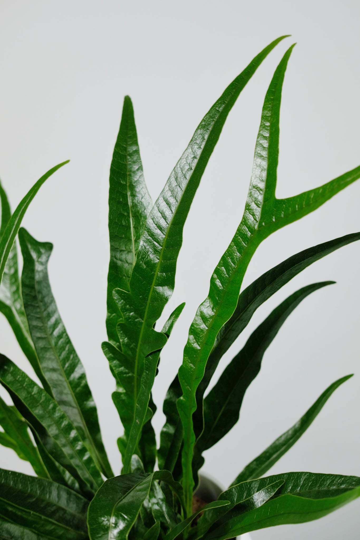 snake fern plant Aglaomorpha coronans