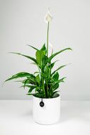 Spathiphyllum | The Peace Lily.