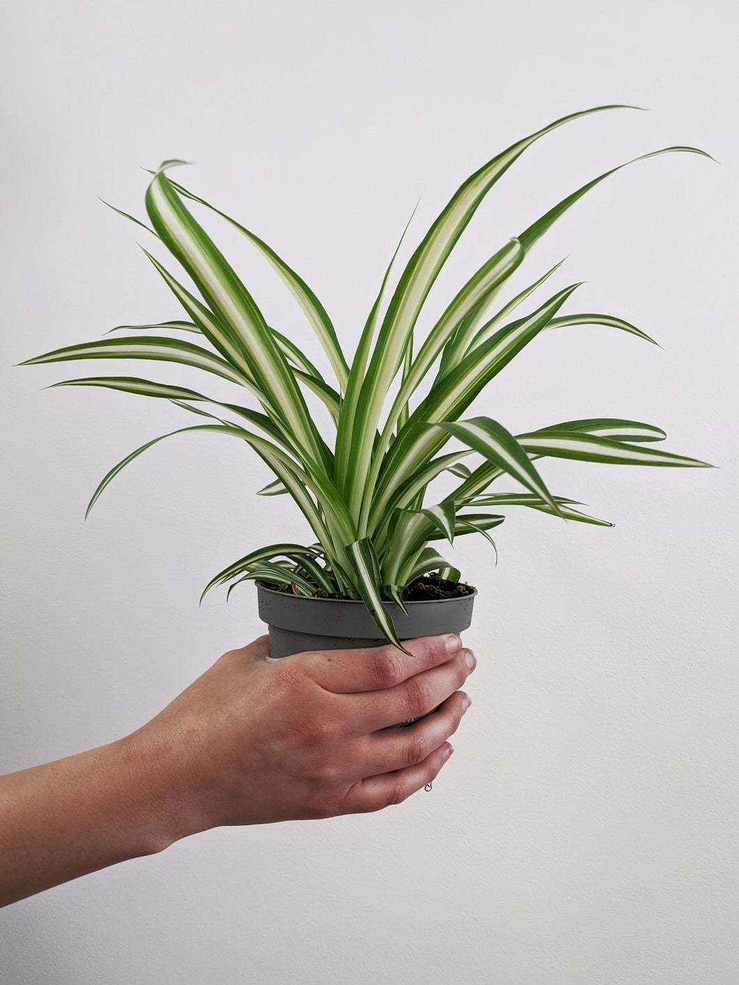 spider plant po polsku Chlorophytum comosum