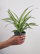 Chlorophytum comosum | The Spider Plant.