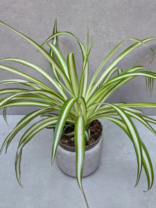 Chlorophytum comosum | The Spider Plant.
