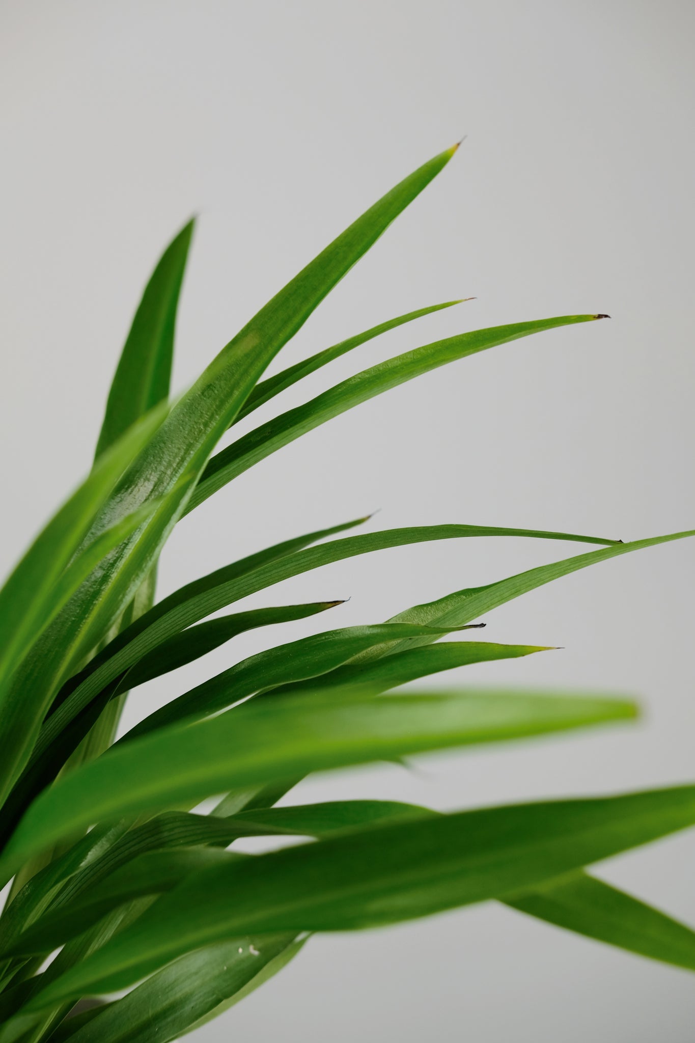 lemon spider plant Chlorophytum comosum 'Lemon'