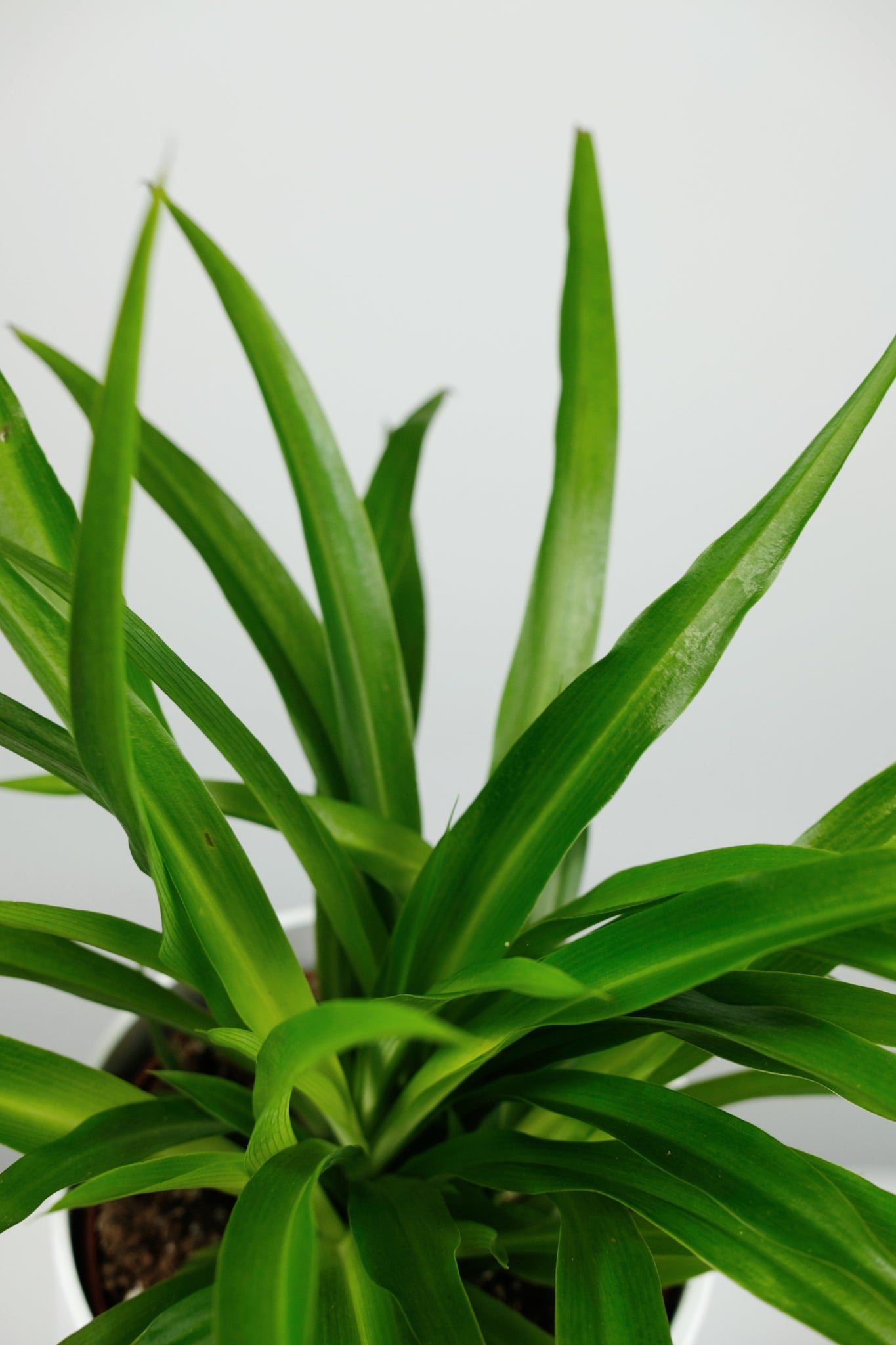 chlorophytum comosum lemon Chlorophytum comosum 'Lemon'