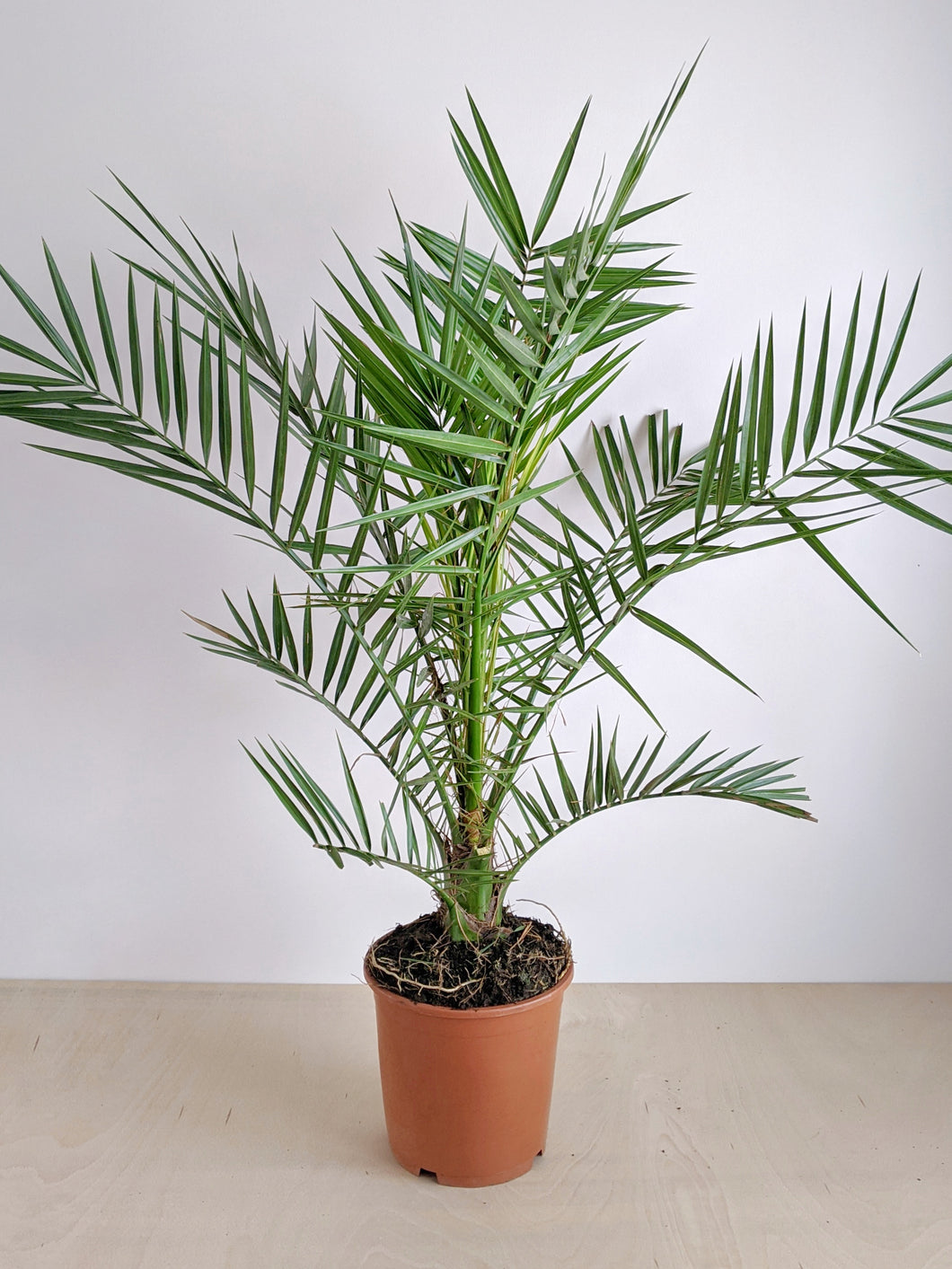 phoenix palm indoor plant Phoenix canariensis