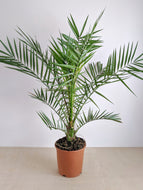 Phoenix canariensis | Date Palm