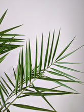 Load image into Gallery viewer, Phoenix canariensis | Date Palm
