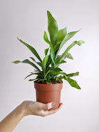 Platycerium bifurcatum | Staghorn Fern