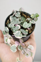 Load image into Gallery viewer, Small Variegated Ceropegia Woodii | Variegated String of Hearts Small
