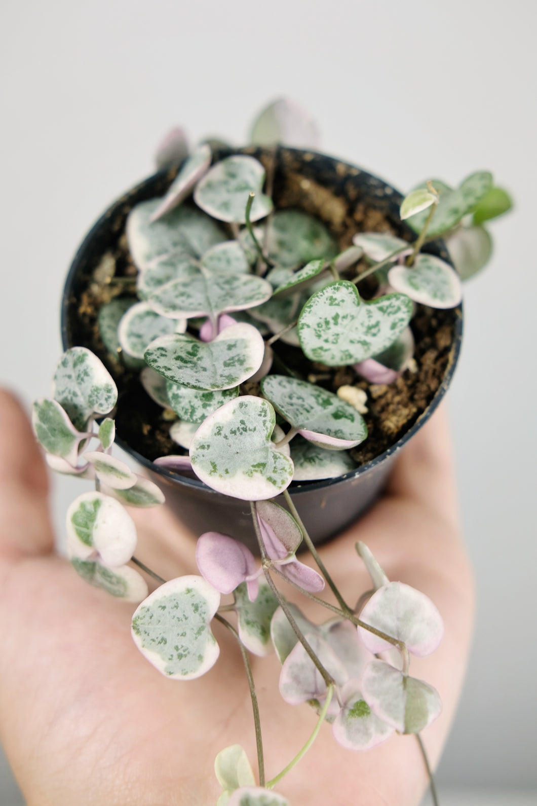 Small Variegated Ceropegia Woodii | Variegated String of Hearts Small