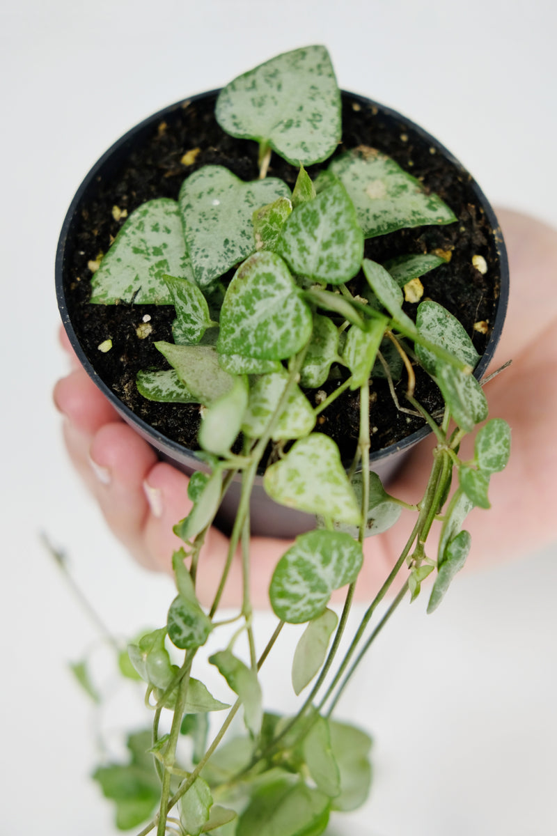 Ceropegia Spades String of Spades Jungle Houseplants