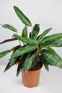 Stromanthe Magicstar (Imperfect)