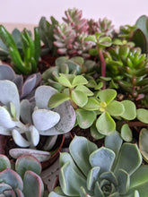 Load image into Gallery viewer, 5 Succulent Lucky Dip
