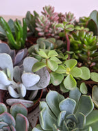 5 Succulent Lucky Dip
