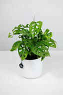 Monstera Adansonii | Swiss Cheese Vine