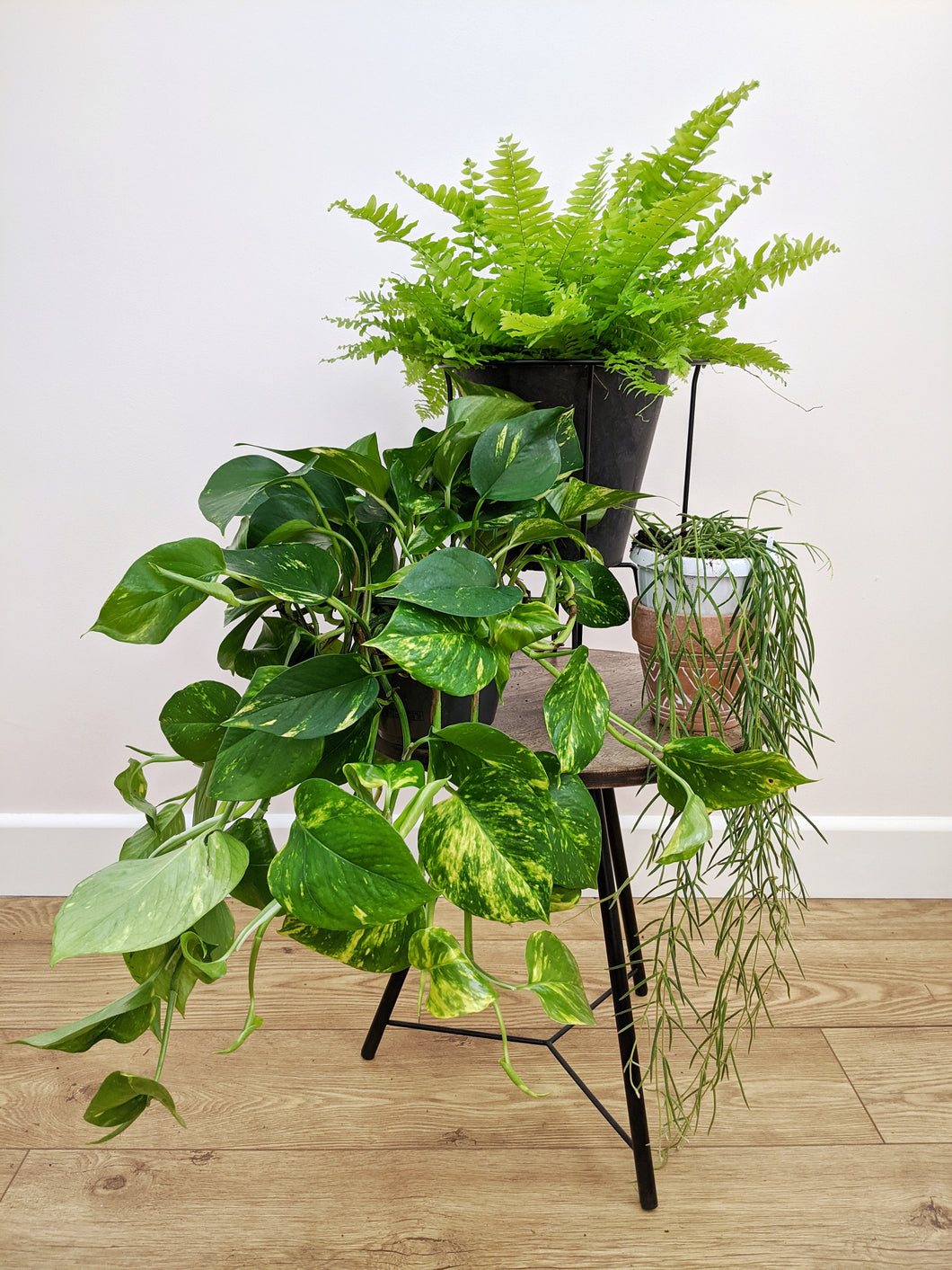 trailing house plants uk The Trailing Plant Bundle – Jungle Houseplants