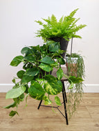 The Trailing Plant Bundle