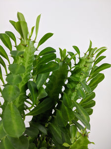 Euphorbia Trigona | African Milk Tree
