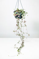 Large Ceropegia Woodii | String of Hearts Large