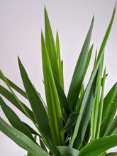 Load image into Gallery viewer, Yucca Elephantipes | Yucca Plant
