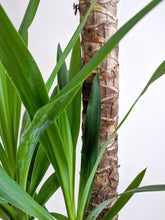 Load image into Gallery viewer, Yucca Elephantipes | Yucca Plant
