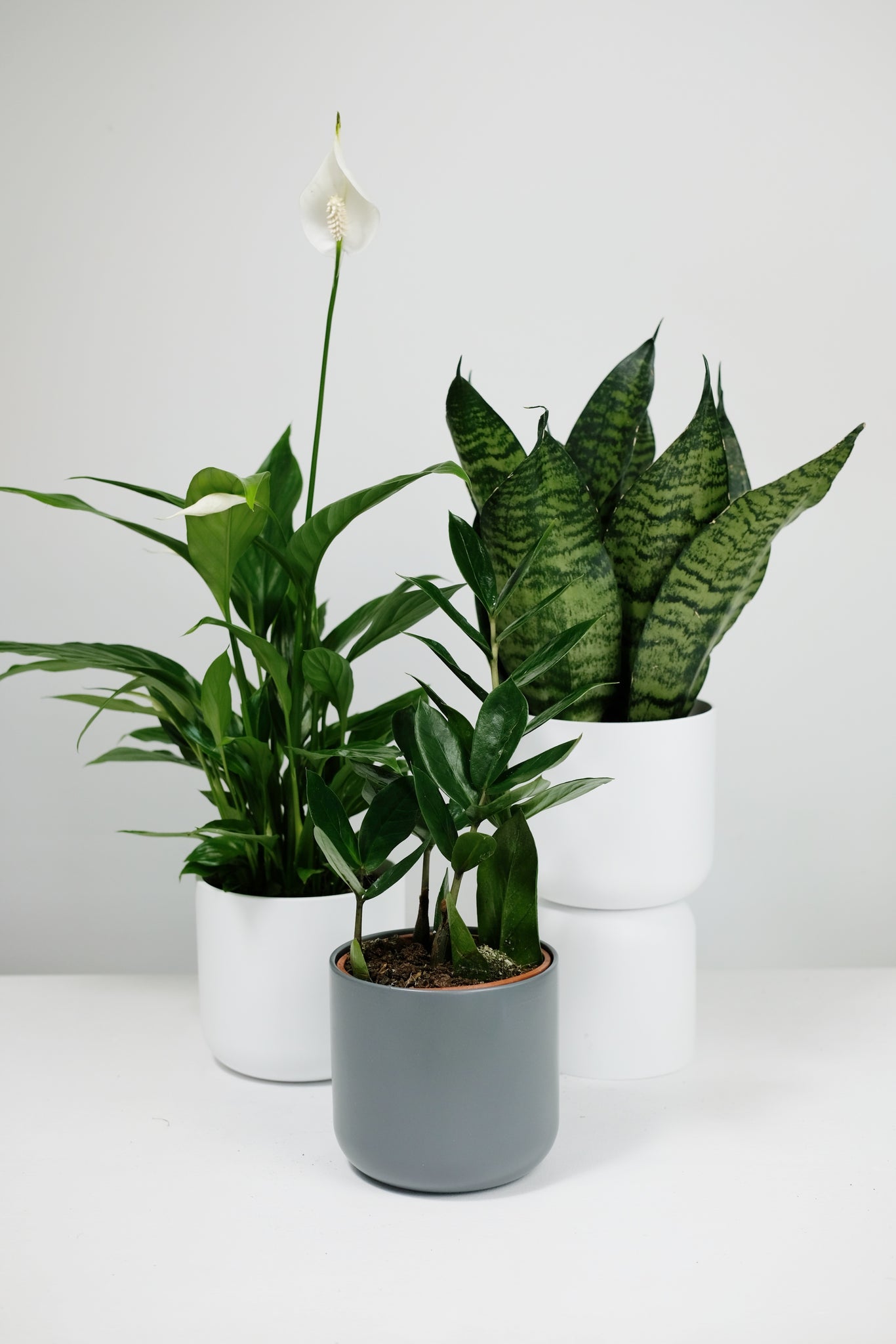 unkillable house plants The Unkillable Bundle – Jungle Houseplants
