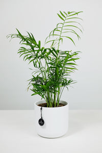 Variegated Chamaedorea Elegans Small | The Variegated Parlour Palm Small