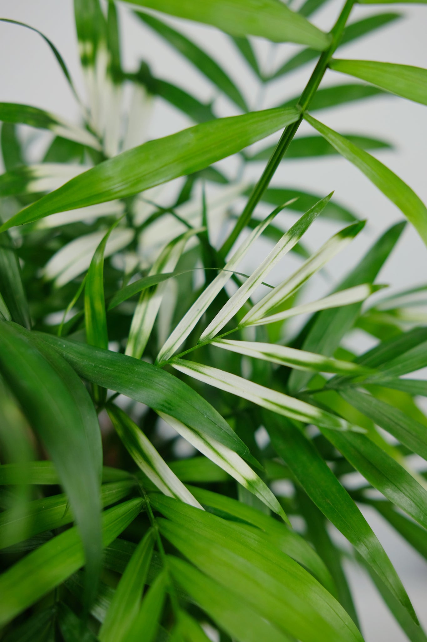 variegated parlor palm Variegated Chamaedorea Elegans Small