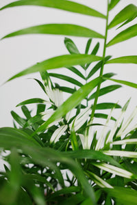 variegated parlor palm Variegated Chamaedorea Elegans Small