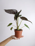 Alocasia Wentii | New Guinea Shield