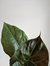 Load image into Gallery viewer, Alocasia Wentii | New Guinea Shield
