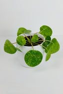 Pilea Mojito