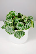Watermelon Peperomia (Imperfect)