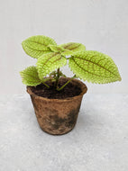 Pilea Mollis ‘Moon Valley’ | Friendship Plant