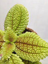 Load image into Gallery viewer, Pilea Mollis ‘Moon Valley’ | Friendship Plant
